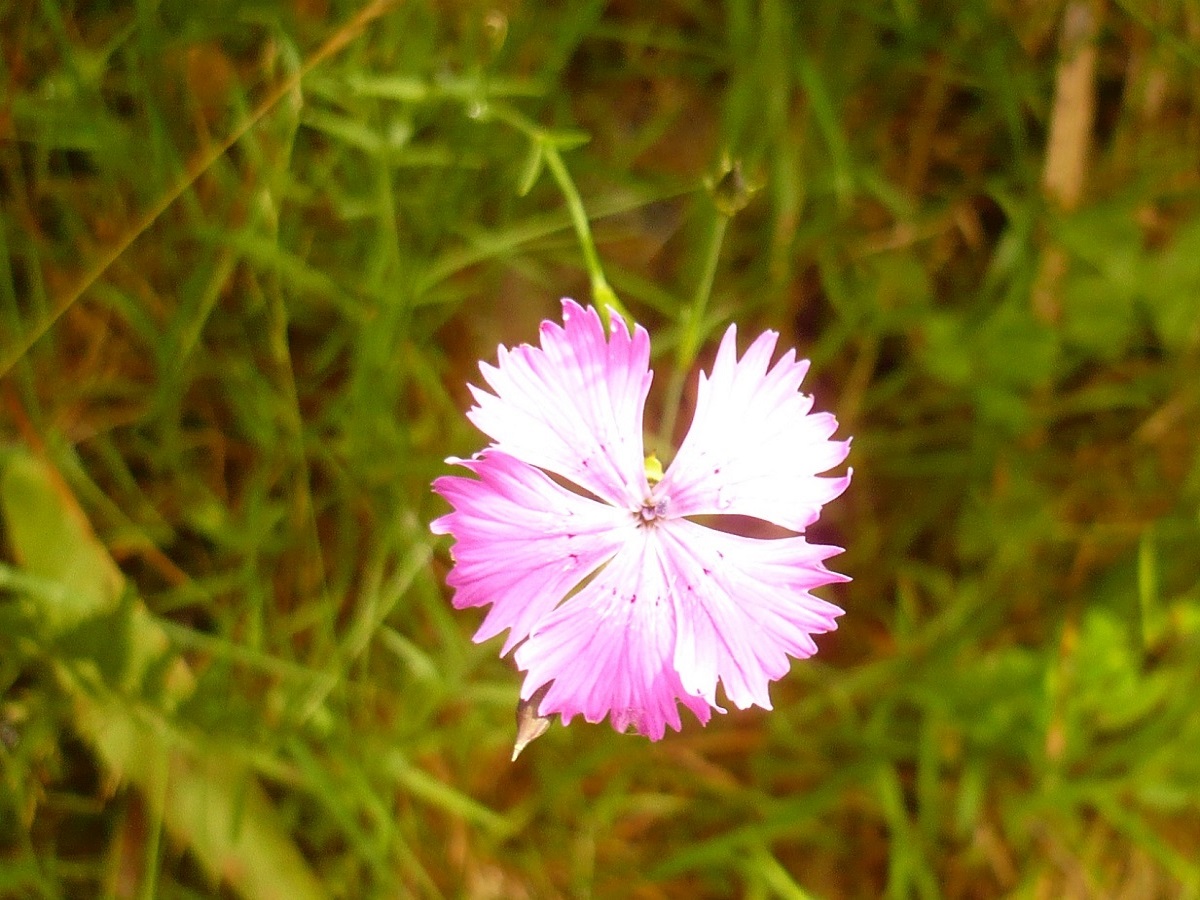 Dianthus benearnensis (Caryophyllaceae)